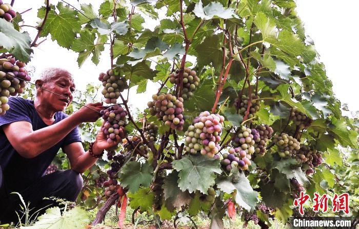 山西新绛：葡萄香满园 田间采摘忙  第3张