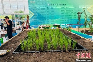 长春农博会观察：科技小院为乡村振兴聚智赋能