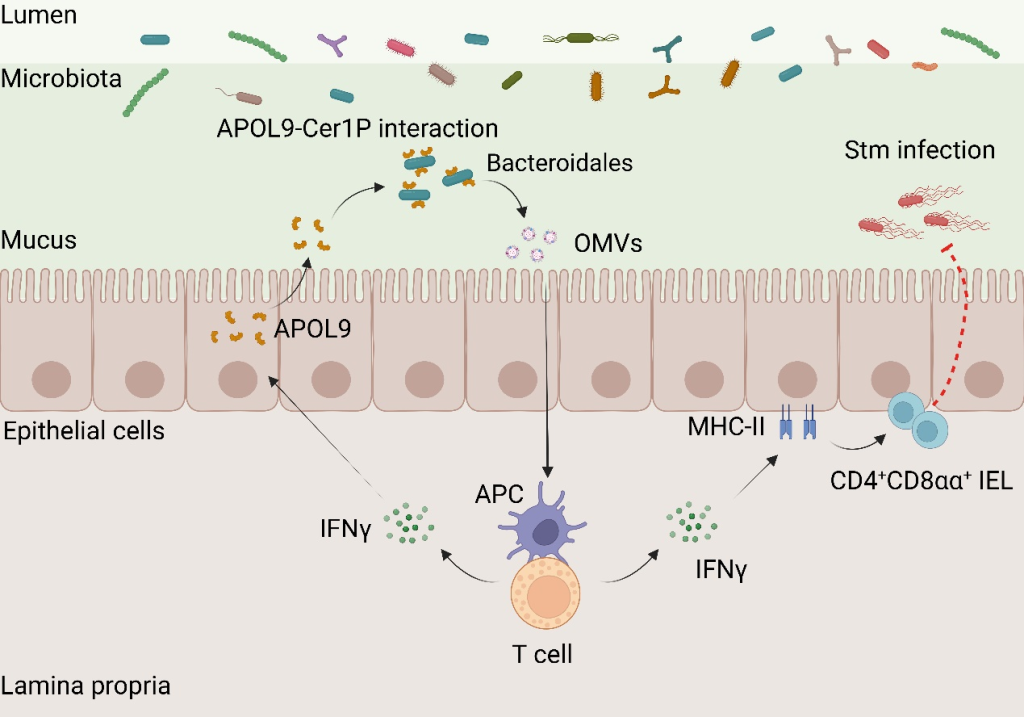 十年磨一剑!上海科学家首次揭示宿主识别肠道菌群调控免疫新机制  第1张 十年磨一剑!上海科学家首次揭示宿主识别肠道菌群调控免疫新机制  第1张