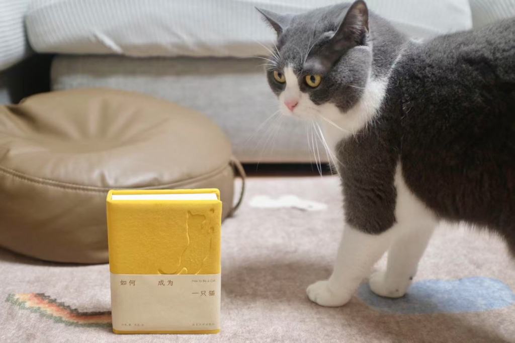 向猫学习禅修之后	，你会发现将生活降格为劳作是多么愚蠢  第3张