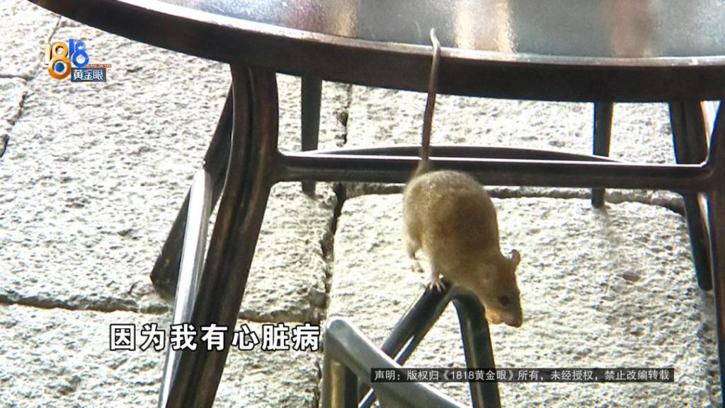 吃完饭一出包厢被大老鼠吓坏了	，当事人：退一赔十  第2张