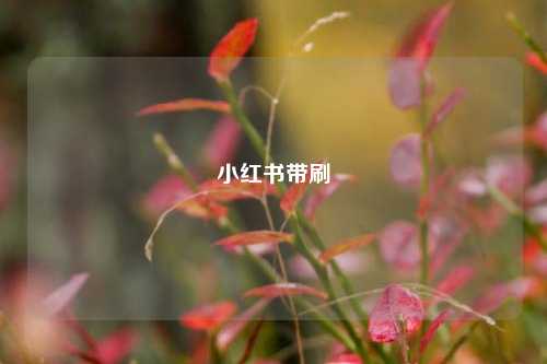 小红书带刷  第1张